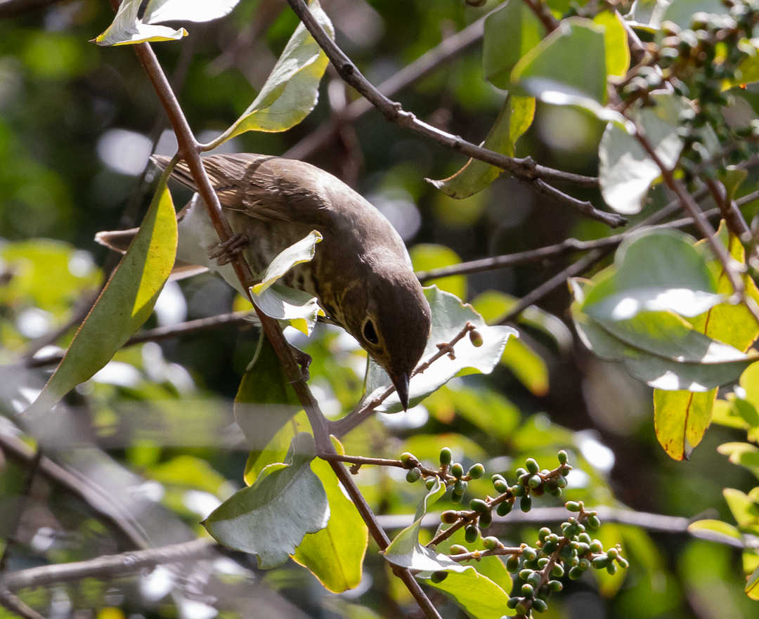 Swainson's Thrush - ML644628057
