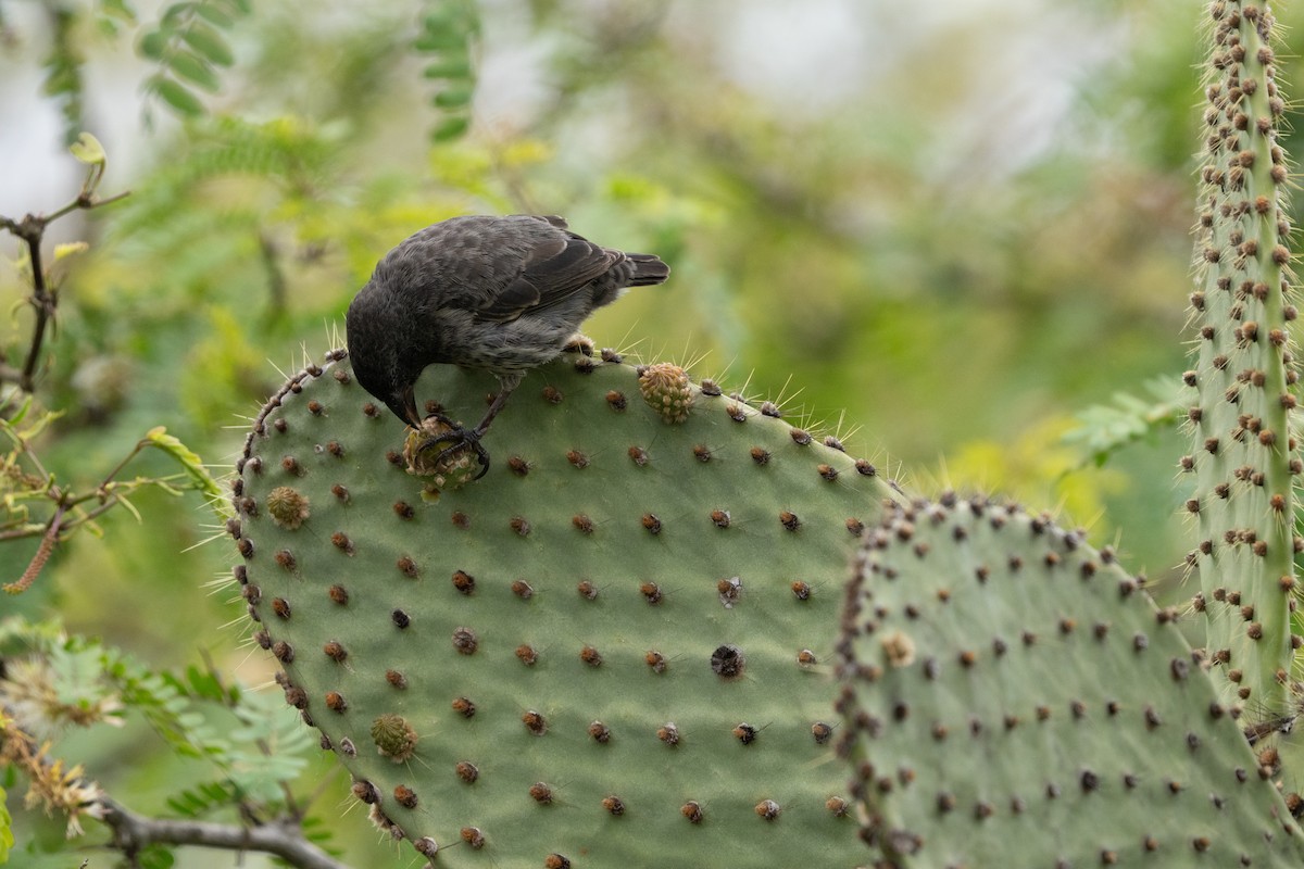 Géospize des cactus - ML644628058
