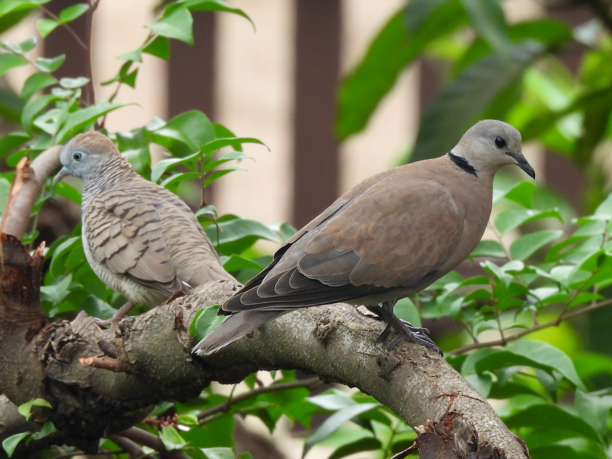 Halsringtaube - ML644628061