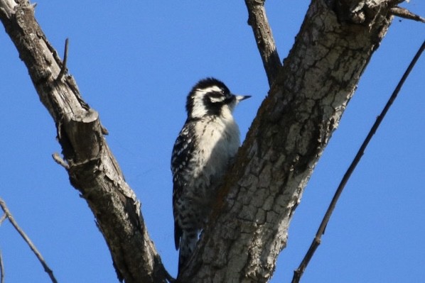 シロハラシマアカゲラ - ML644628063