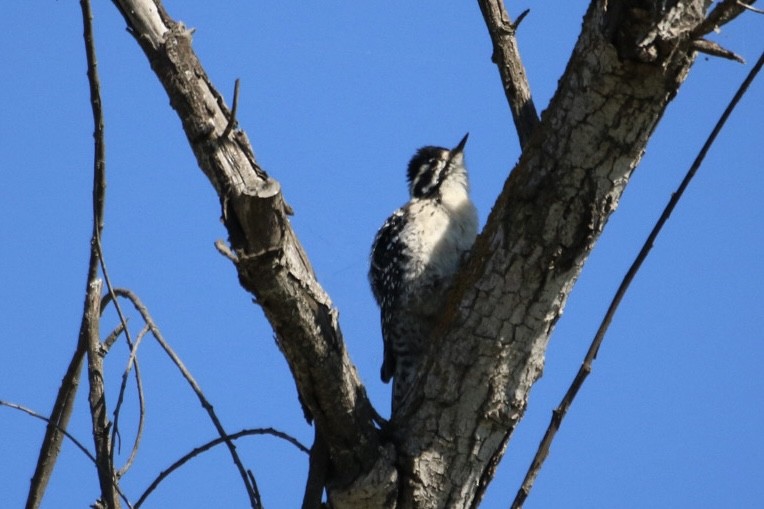 シロハラシマアカゲラ - ML644628064