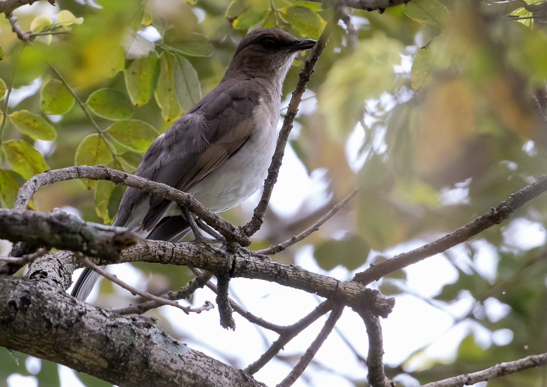 Zorzal Piquinegro - ML644628069