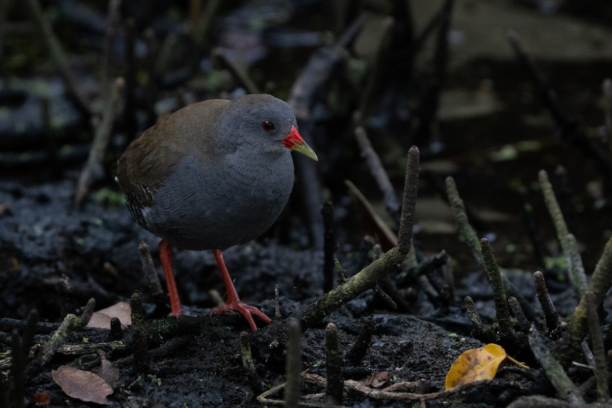 Gagası Boyalı Yelve - ML644628070