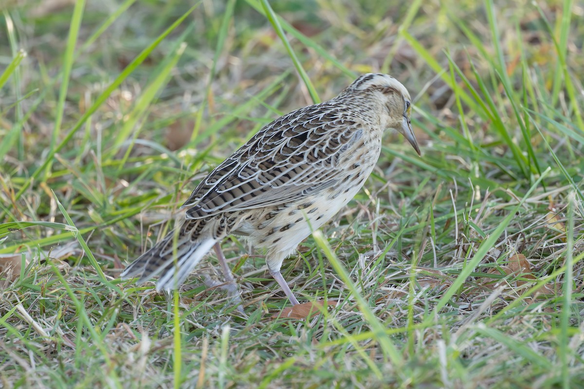Western Meadowlark - ML644628071