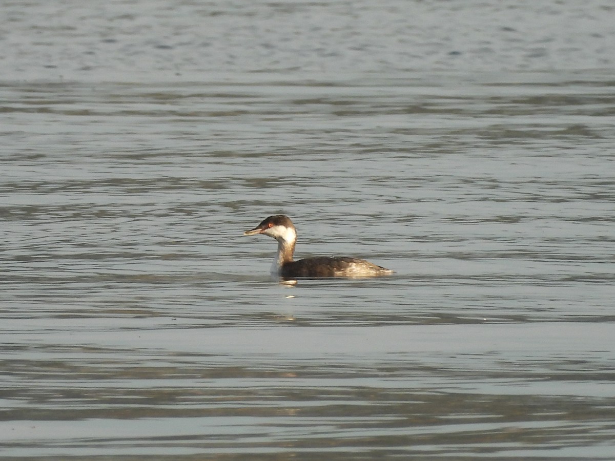 Ухаа шунгуур - ML644628072