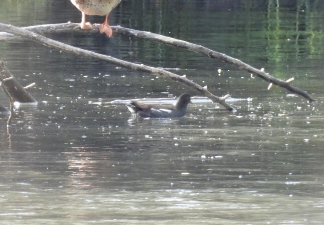 Eurasian Moorhen - ML644628074