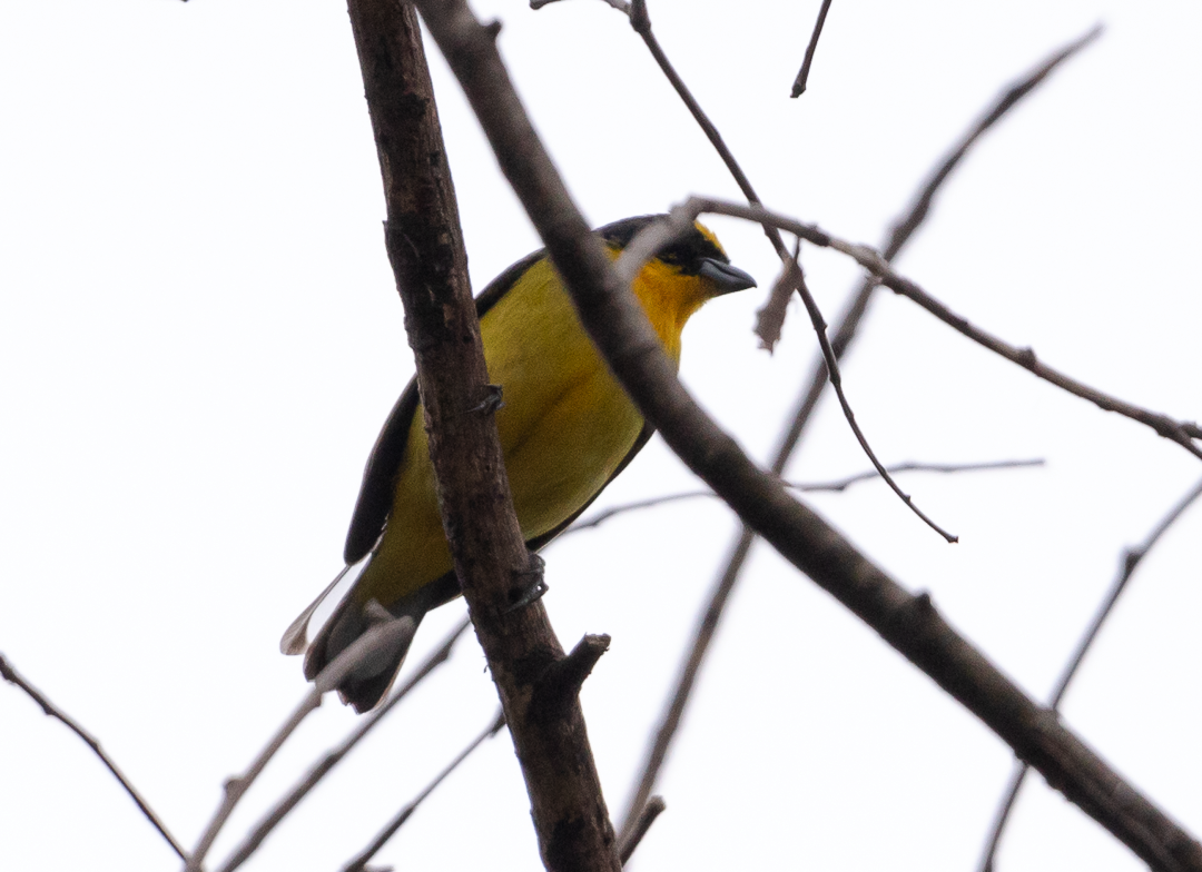 Thick-billed Euphonia - ML644628075