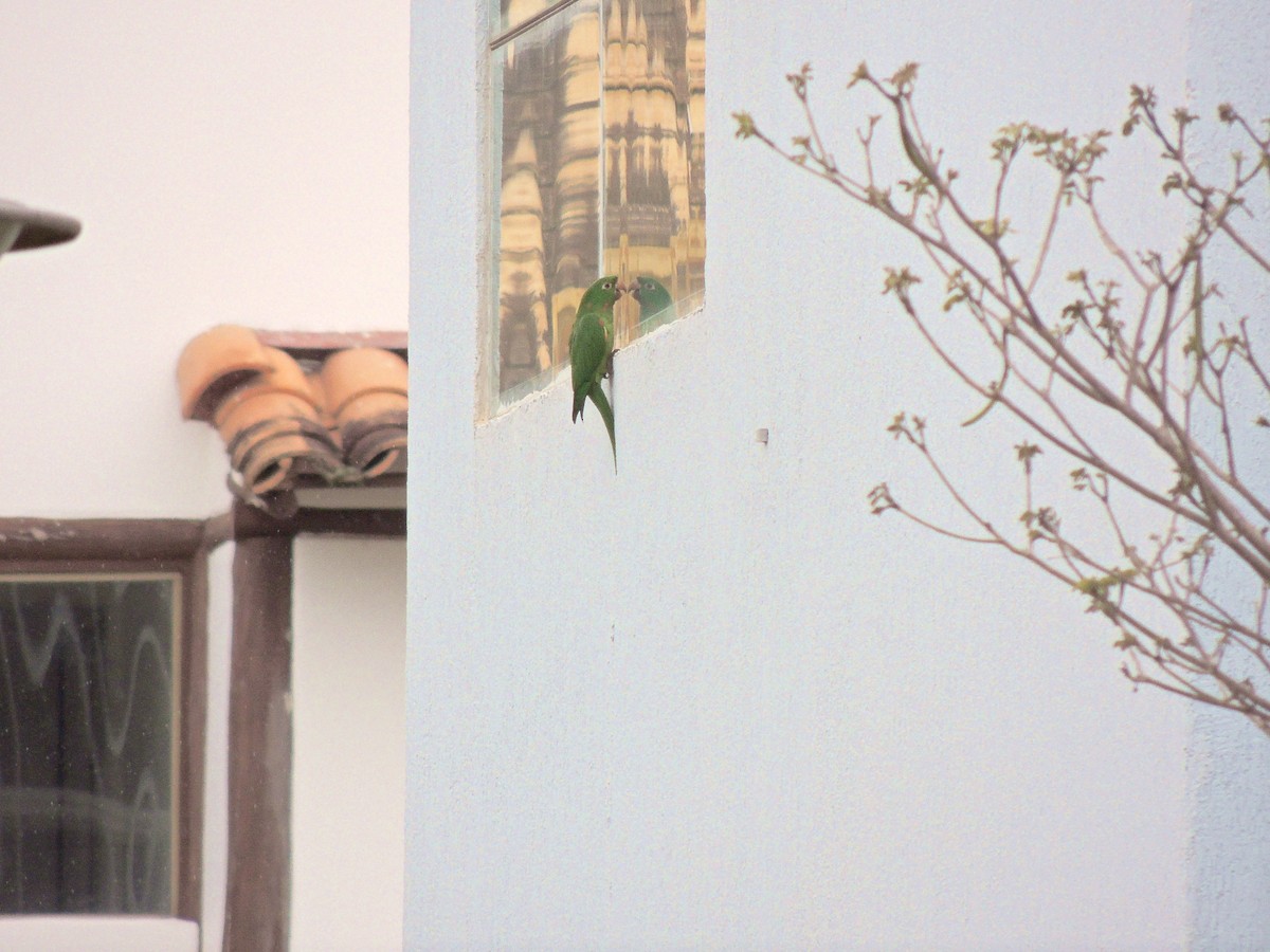 White-eyed Parakeet - ML644628082