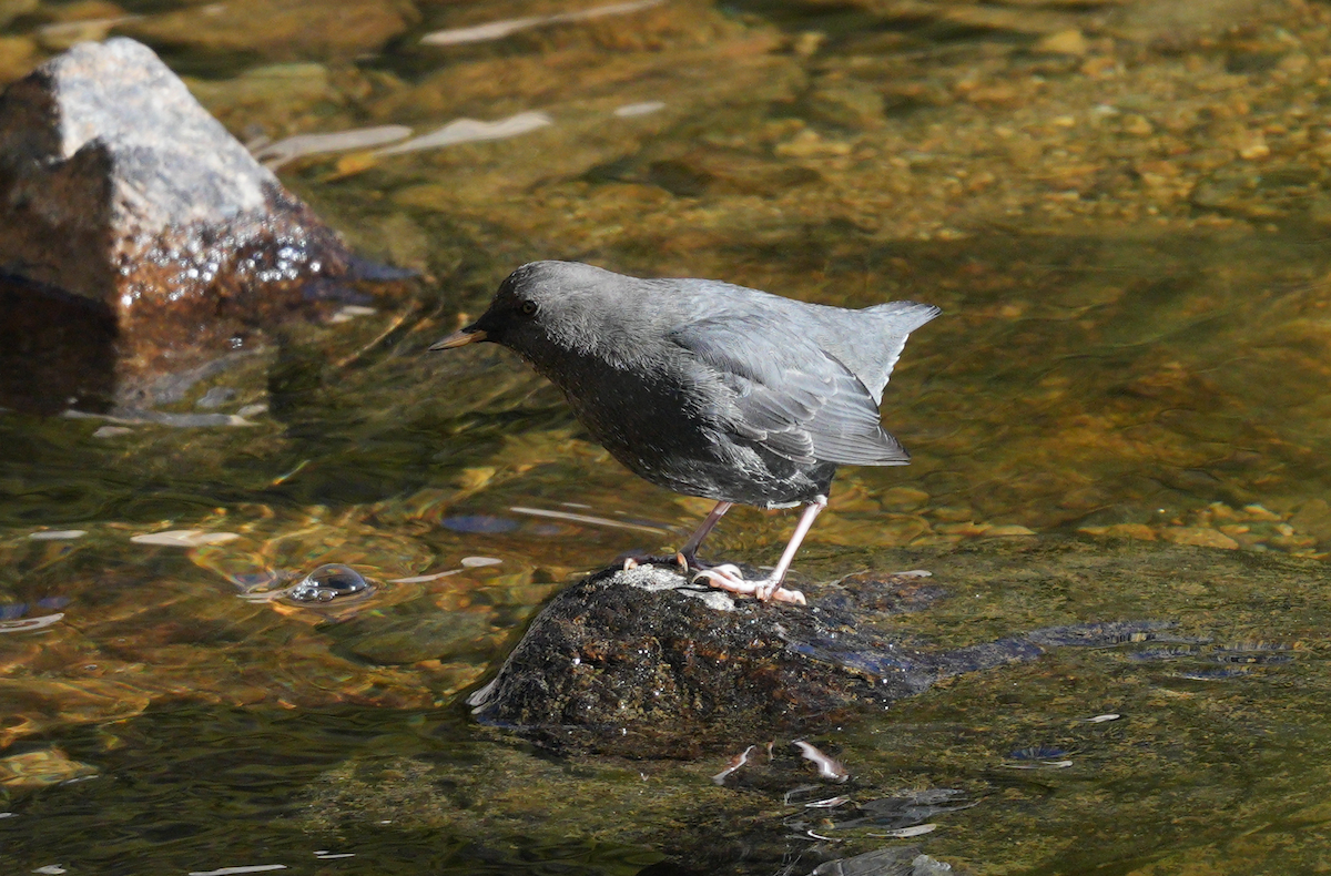 Ur-zozo iparramerikarra - ML644628084