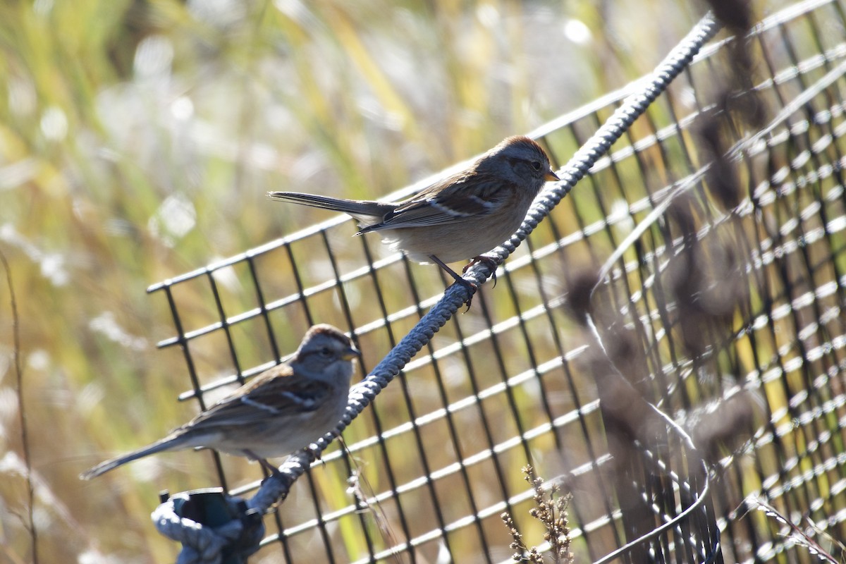 ムナフヒメドリ - ML644628086