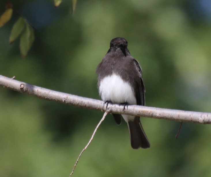 Mosquero Negro - ML644628087