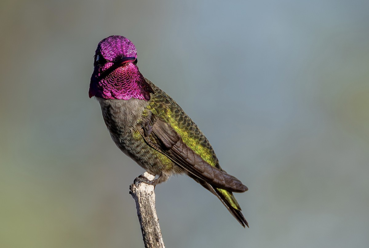 Рубиновый калипсо - ML644628091