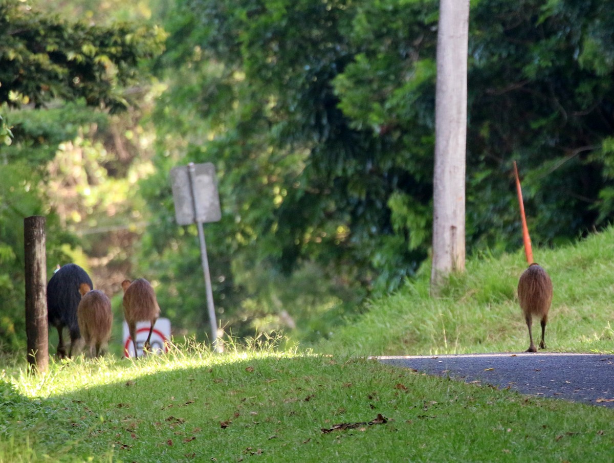 Southern Cassowary - ML644628094