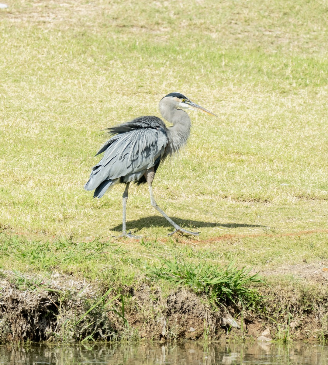 Большая голубая цапля - ML644628098