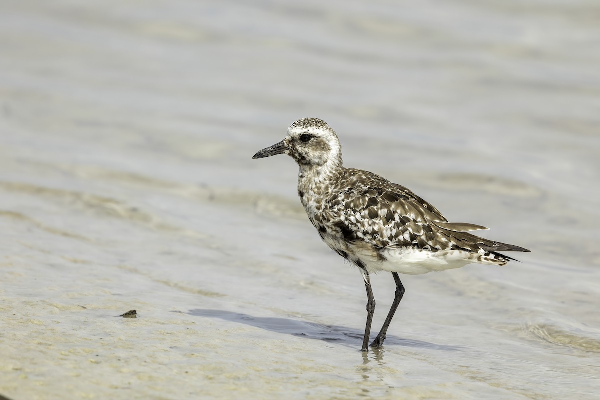 Буурал сүвээ цагаан - ML644628102