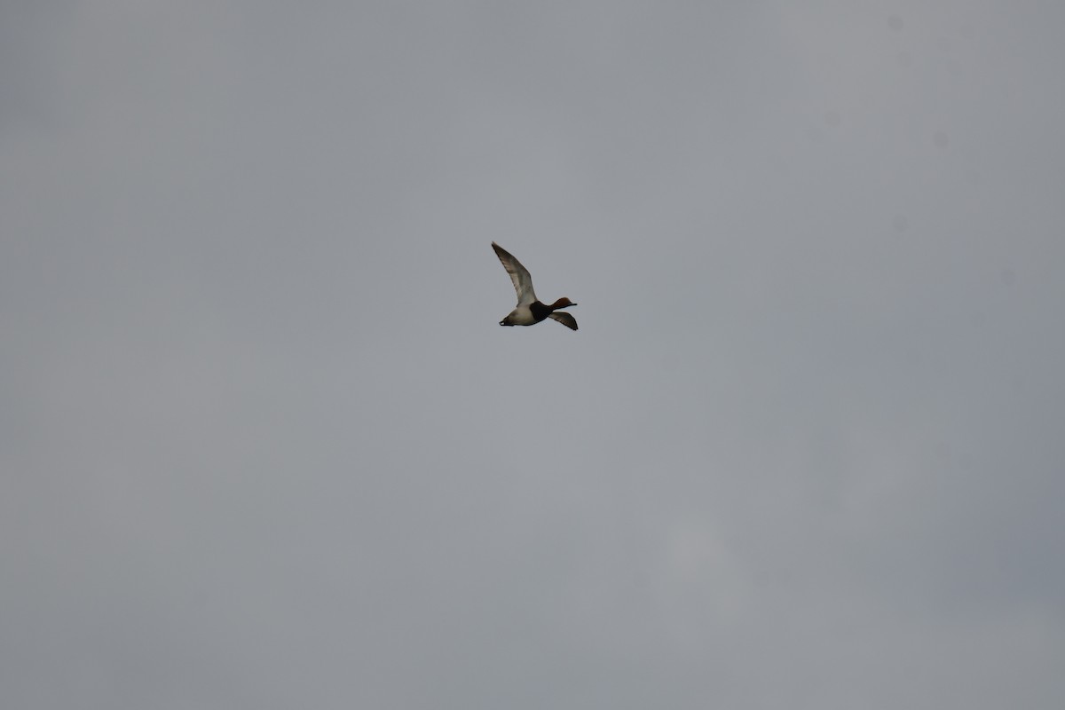 Redhead - ML644628108