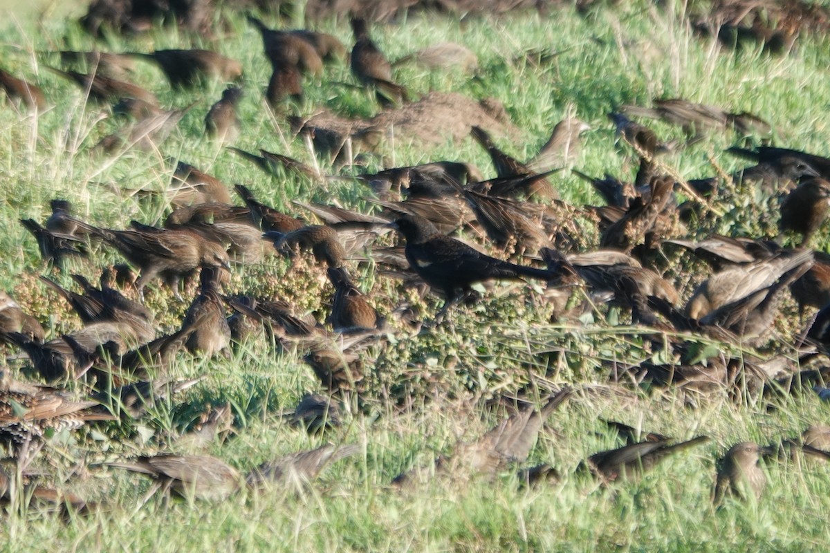 Tricolored Blackbird - ML644628111