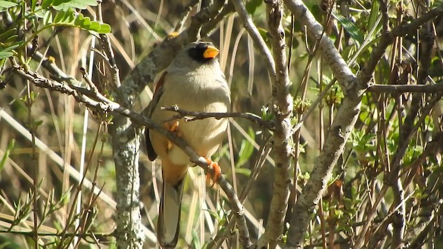 Rufous-backed Inca-Finch - ML644628112