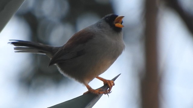 Rufous-backed Inca-Finch - ML644628113