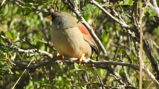 Rufous-backed Inca-Finch - ML644628117