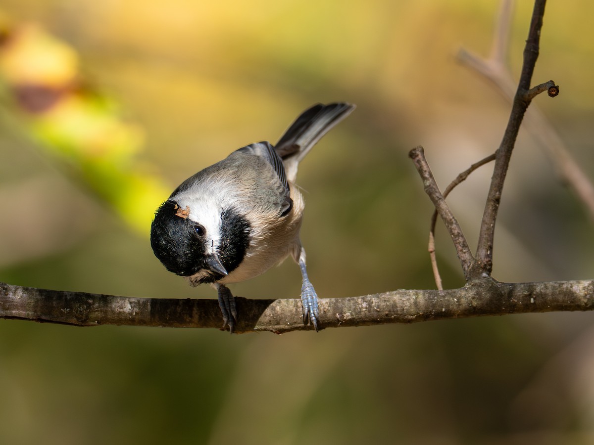 Carolina Chickadee - ML644628118