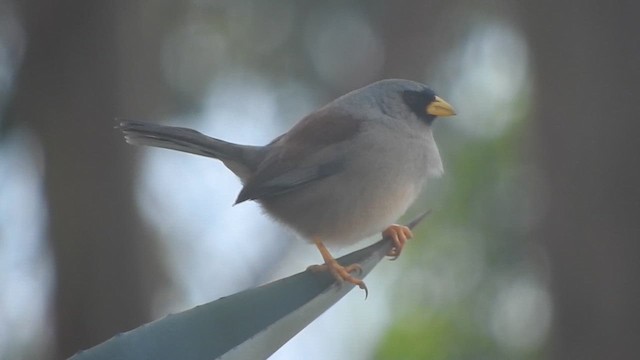 Rufous-backed Inca-Finch - ML644628121