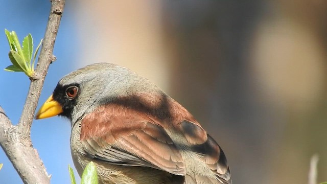 Rufous-backed Inca-Finch - ML644628124
