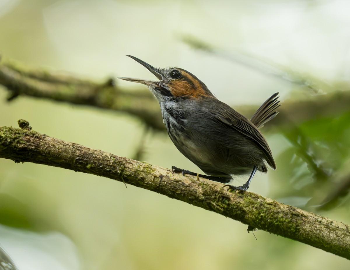 Tawny-faced Gnatwren - ML644628125