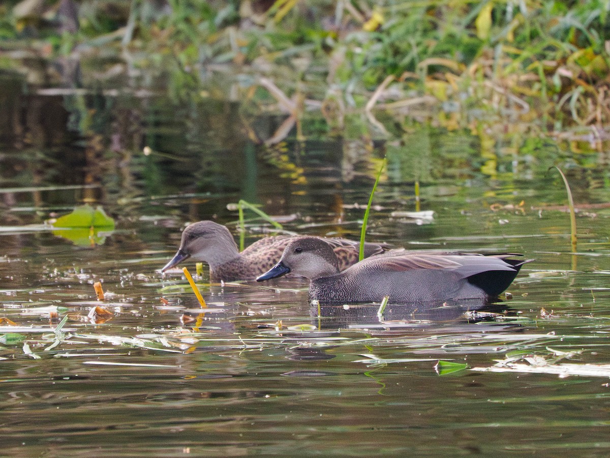 オカヨシガモ - ML644628126
