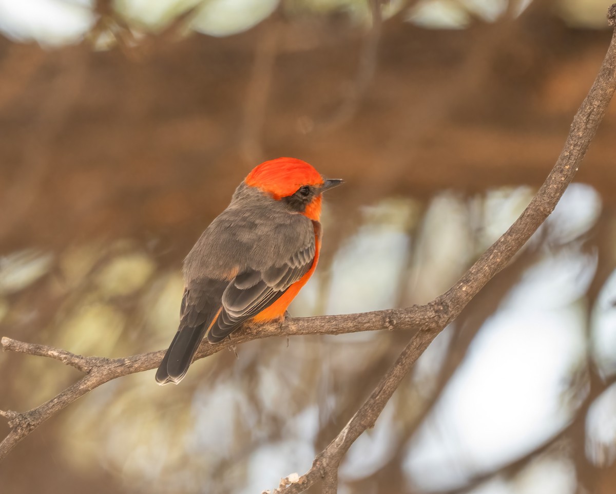 Красный мухолов - ML644628139