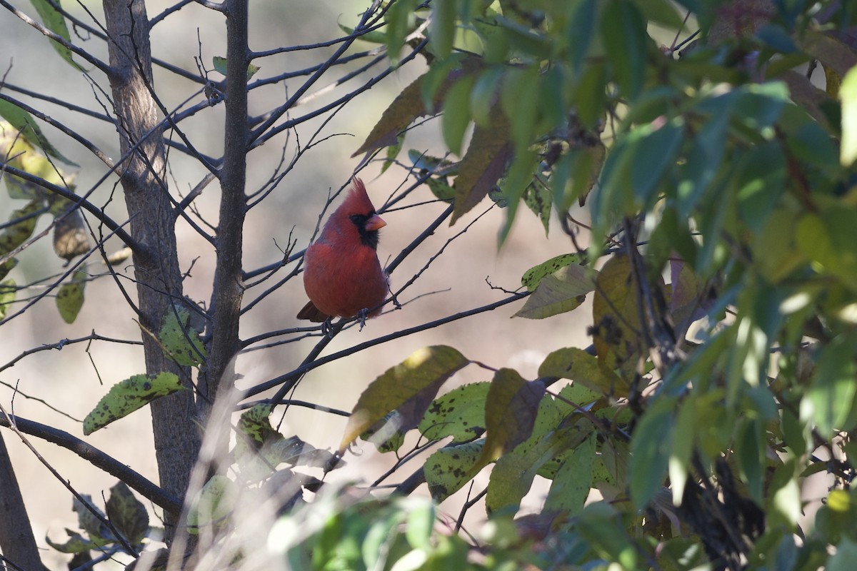 Kardinal arrunta - ML644628144