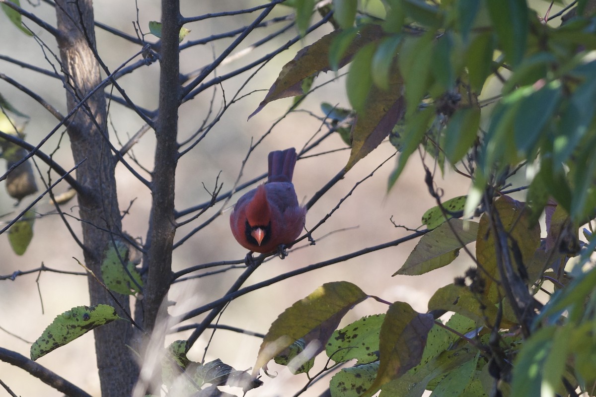 Kardinal arrunta - ML644628145