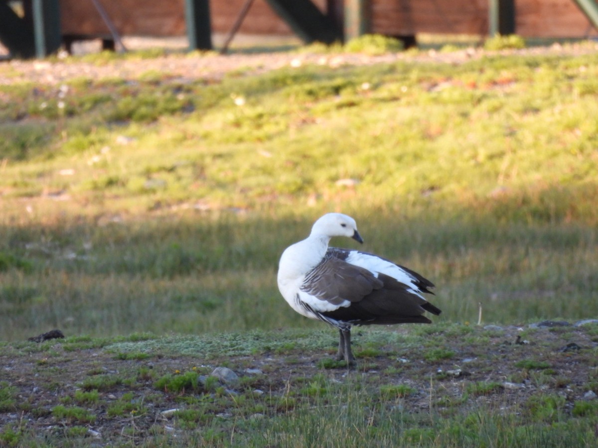 Ouette de Magellan - ML644628150