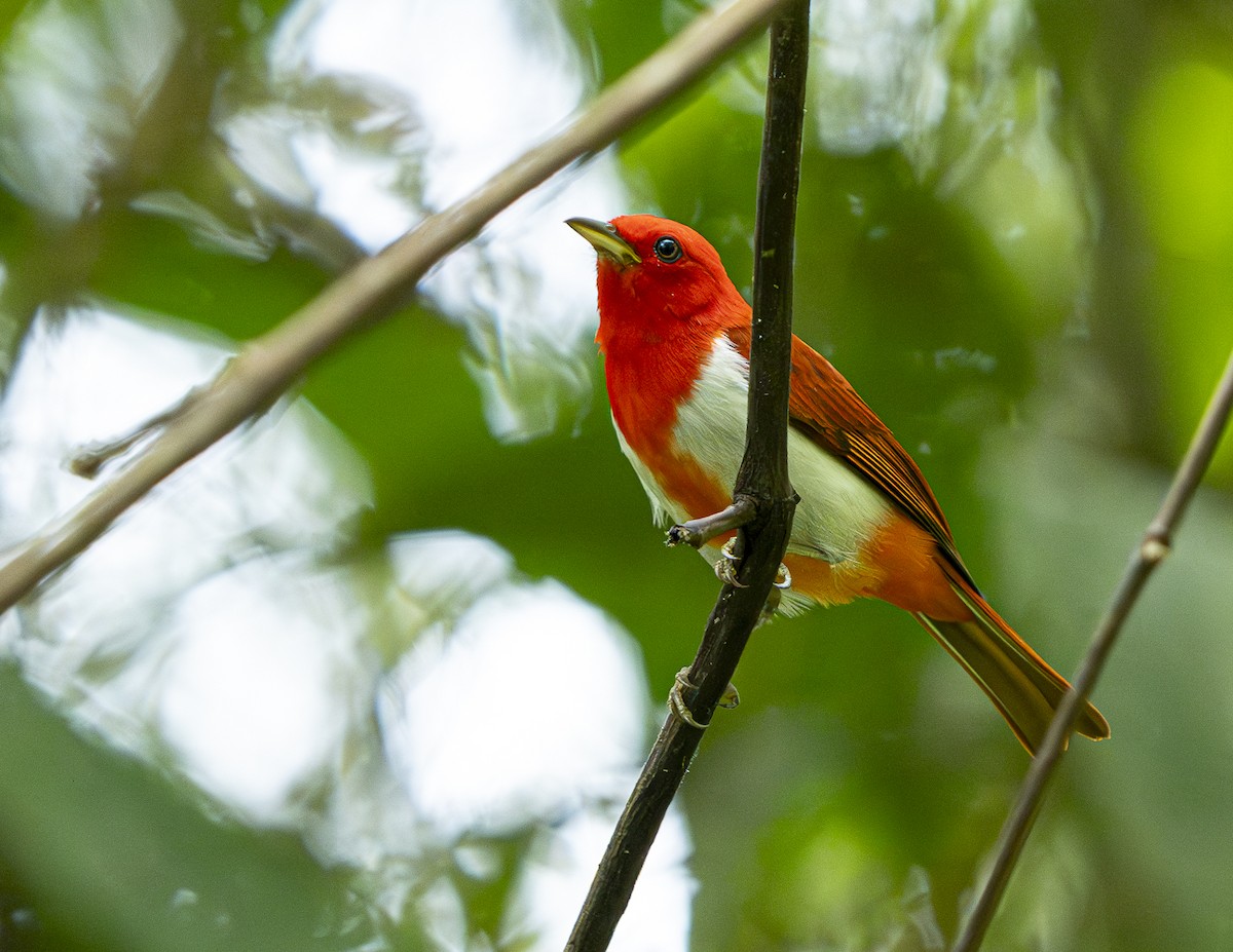 Scarlet-and-white Tanager - ML644628155