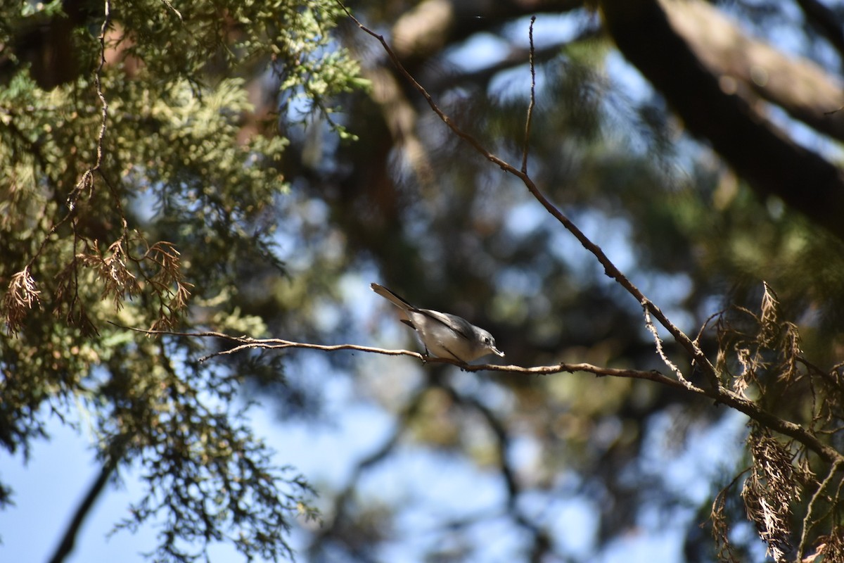 Комароловка сиза - ML644628161