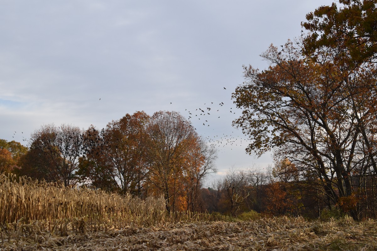 Common Grackle - ML644628162