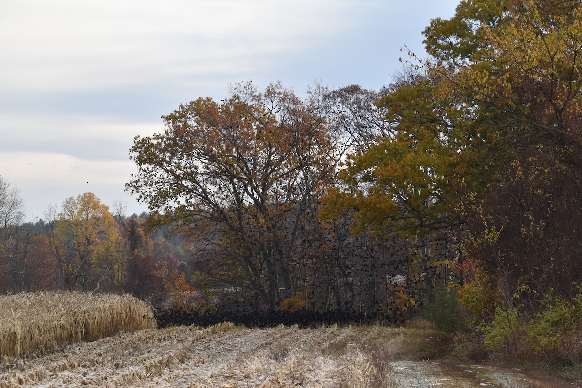 Common Grackle - ML644628164