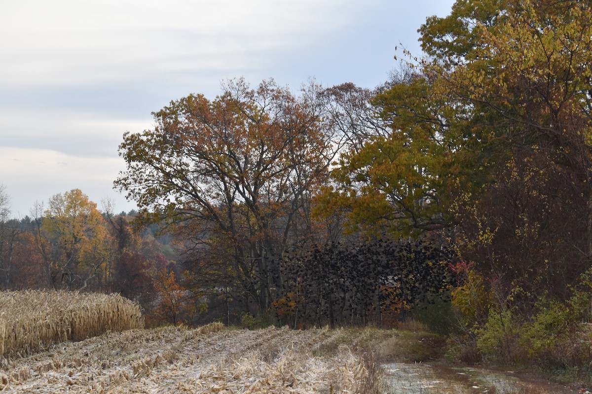 Common Grackle - ML644628165
