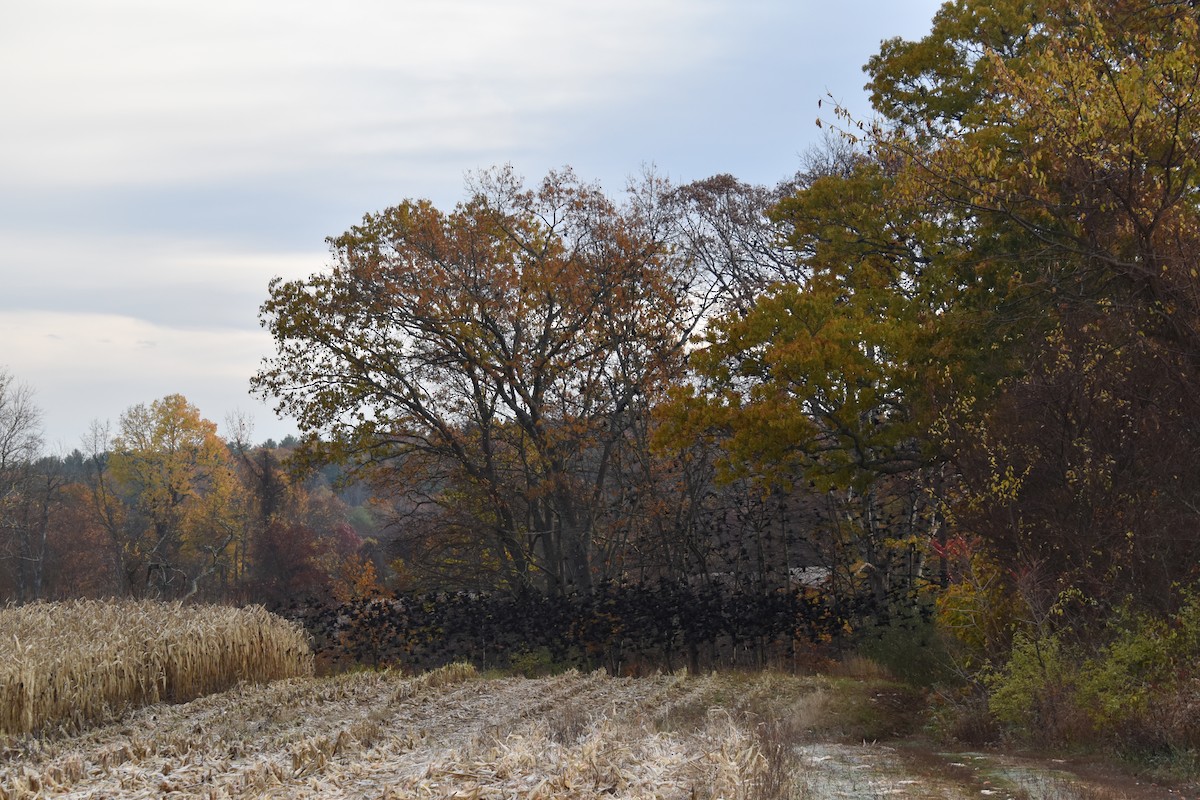 Common Grackle - ML644628166