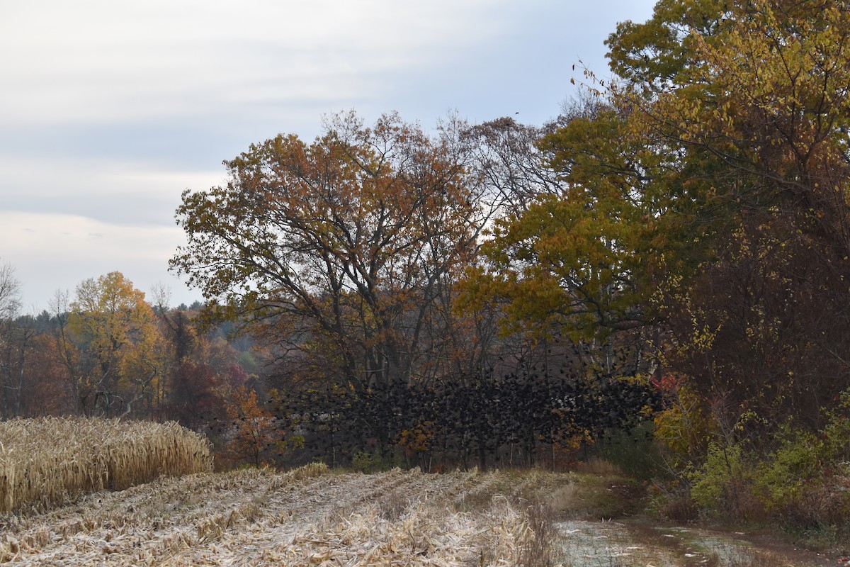 Common Grackle - ML644628167