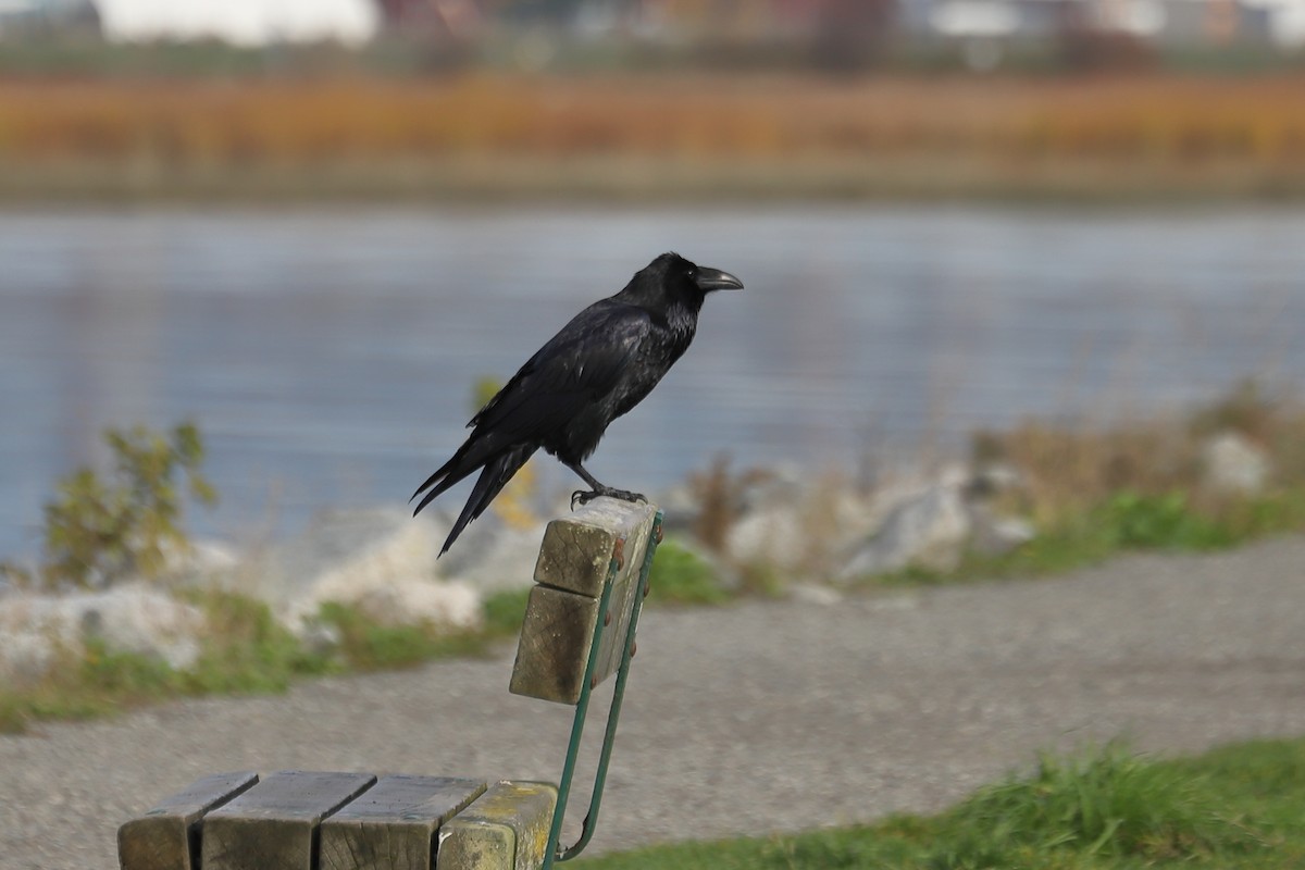 Kuzgun - ML644628169