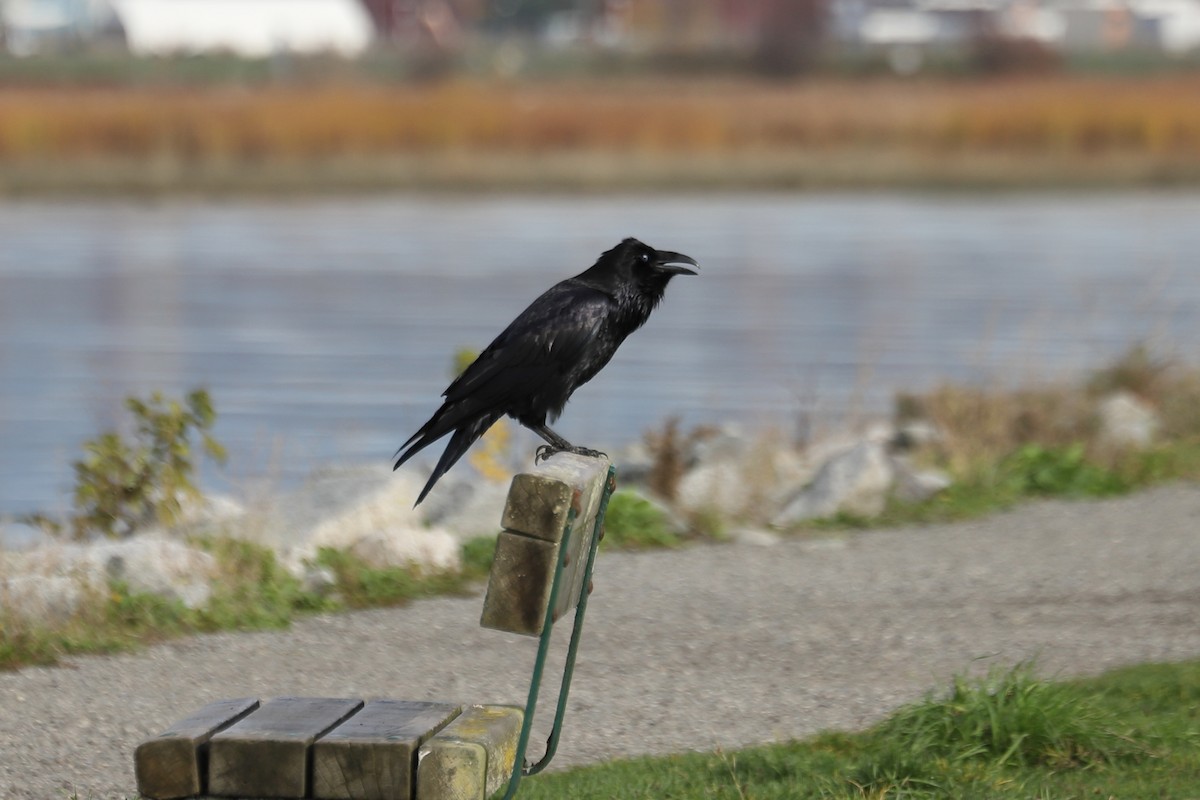 Kuzgun - ML644628170