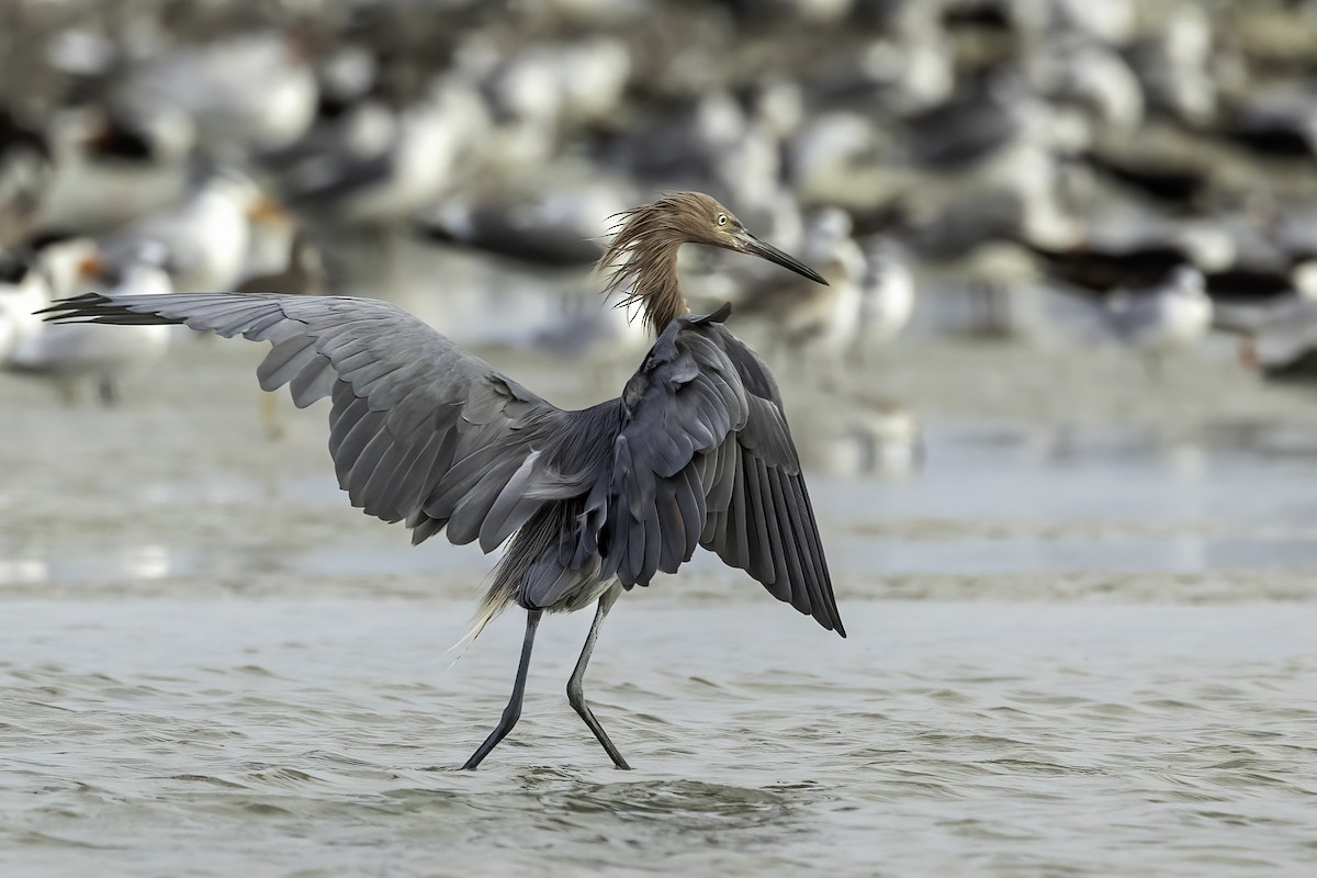 Reddish Egret - ML644628178