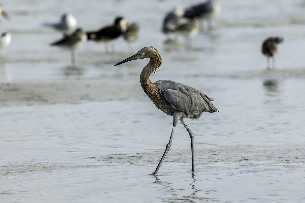 Reddish Egret - ML644628179