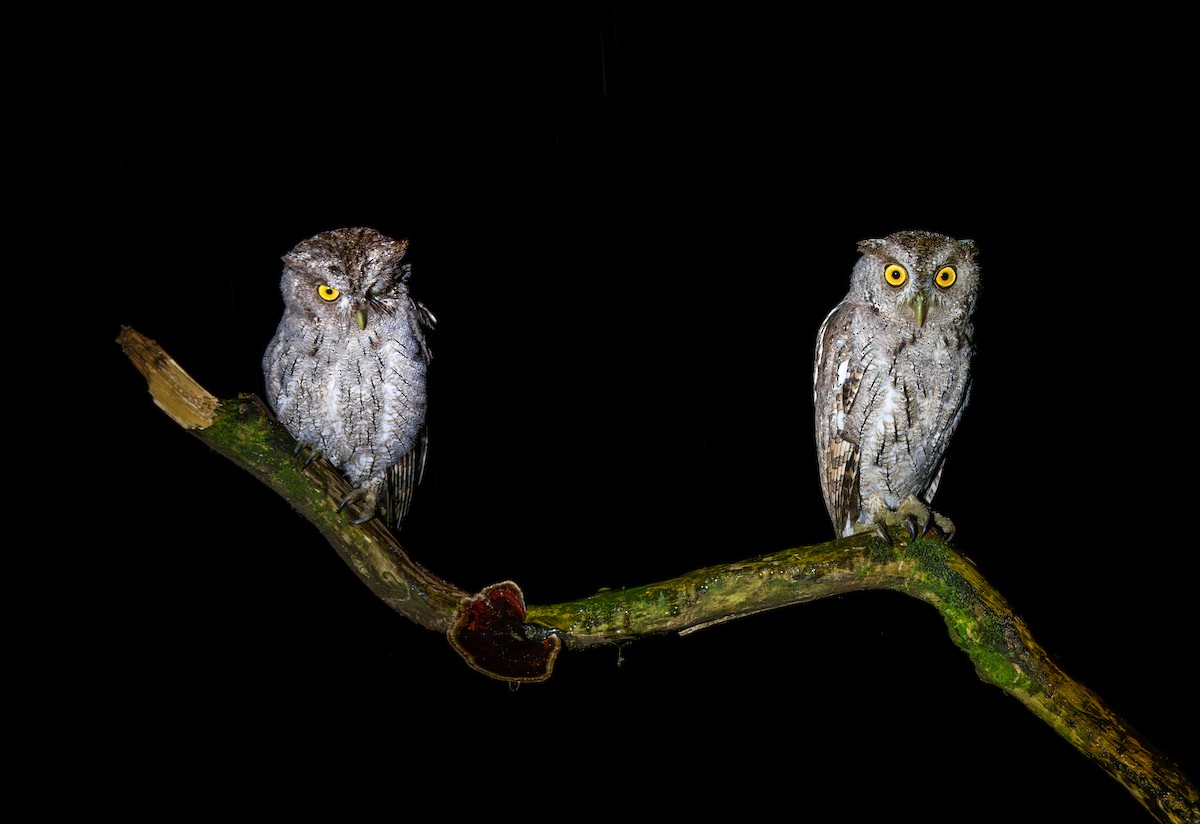 Pacific Screech-Owl - ML644628183