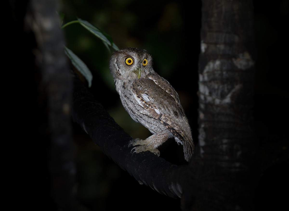 Pacific Screech-Owl - ML644628184