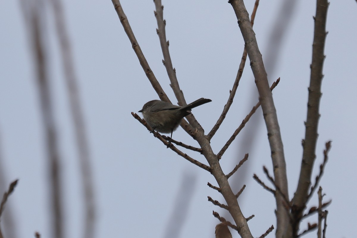 krattmeis - ML644628186