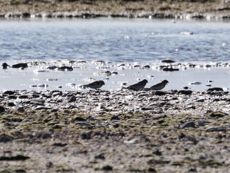 Пуночка - ML644628189