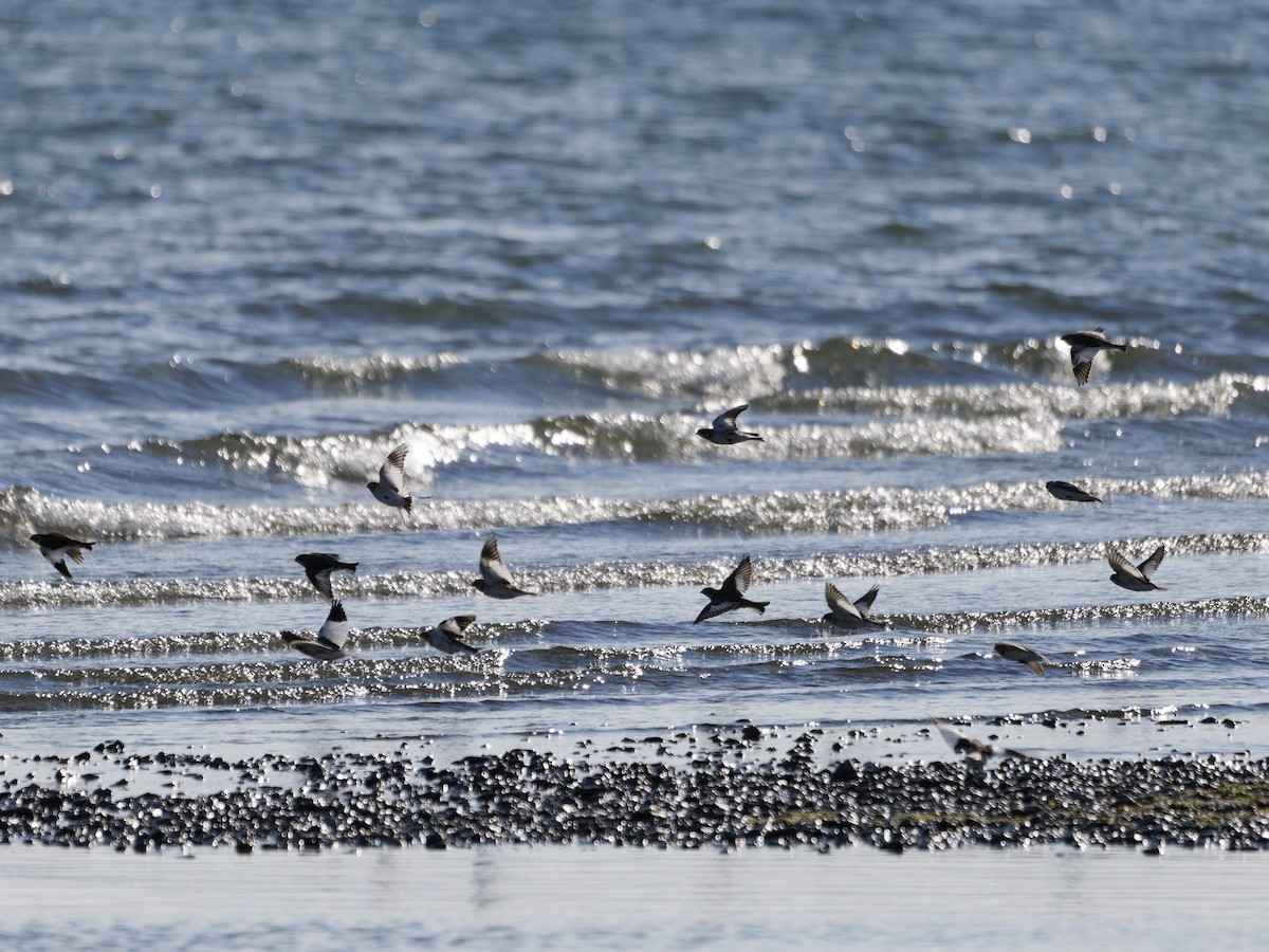 Пуночка - ML644628190