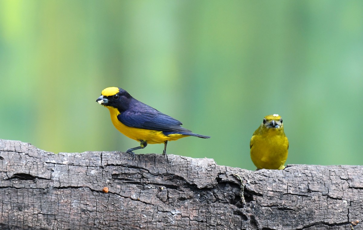 Thick-billed Euphonia - ML644628192